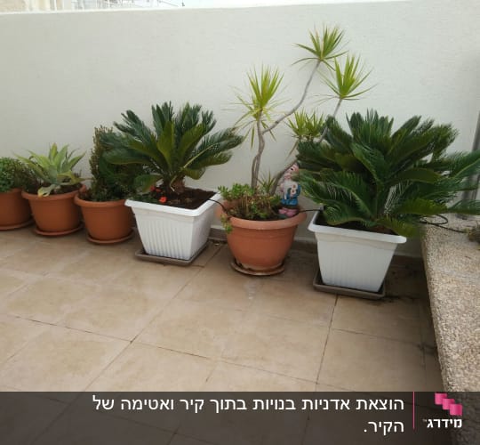 מרפסת מרוצפת עם עציצים וצמחייה לאורך קיר המרפסת